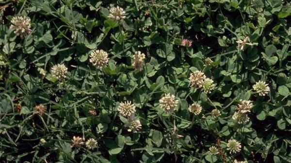 Clover Processing Plant Project Report 2024, Machinery, Cost Analysis and Raw Material Requirements
