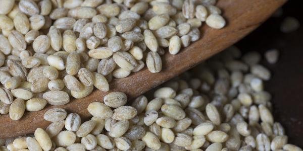 Barley Market Share, Size, In-Depth Insights, Key Players, Opportunity and Forecast 2024-2032