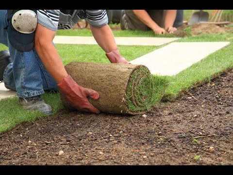 The Ultimate Guide to Sod Installation in San Antonio: Transforming Your Lawn with Green Beauty