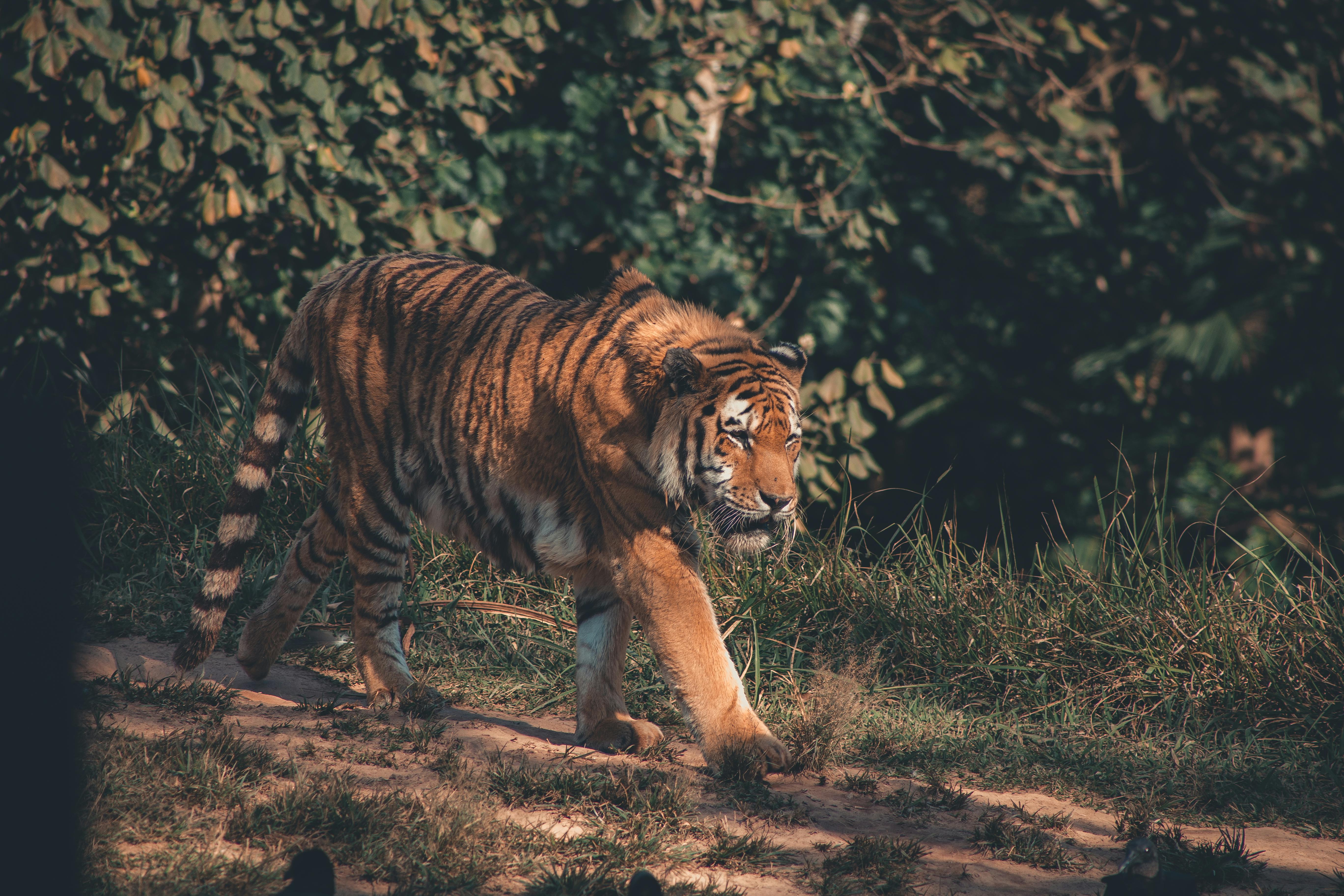 Jungle Safaris in India - Encountering Wildlife in their Natural Habitat