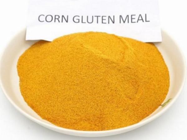 Corn Gluten Meal Manufacturing Plant Project Report 2024, Business Plan, Manufacturing Process, Raw Materials, Cost and Revenue