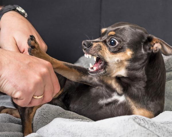 Dog Training in My Area