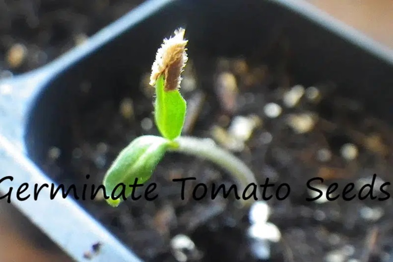 How to Germinate Tomato Seeds Faster at home