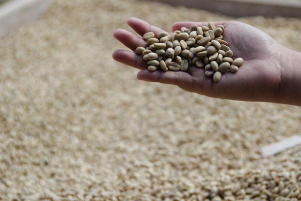 Unlocking the Richness of Organic Kona Coffee Beans