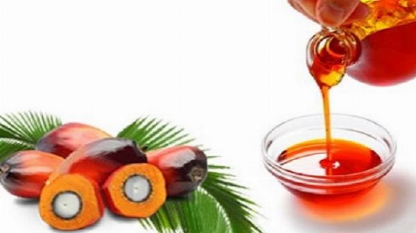 Palm Oil Prices, News, Trend, Monitor, Analysis and Forecast | ChemAnalyst