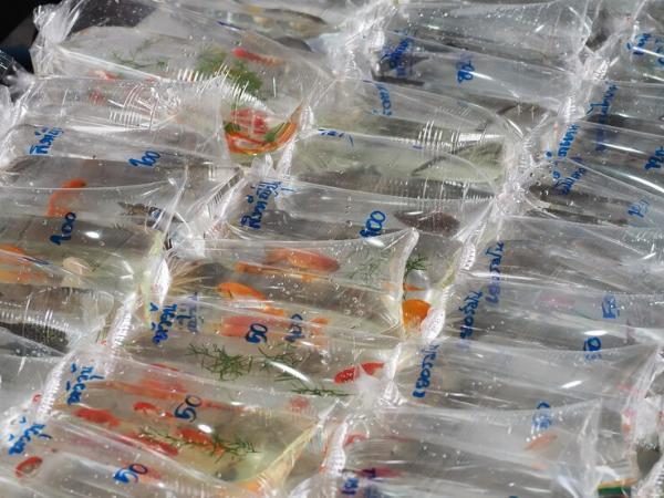 Indonesia Plastic Packaging Market Share, Size and Industry Statistics 2024-2032