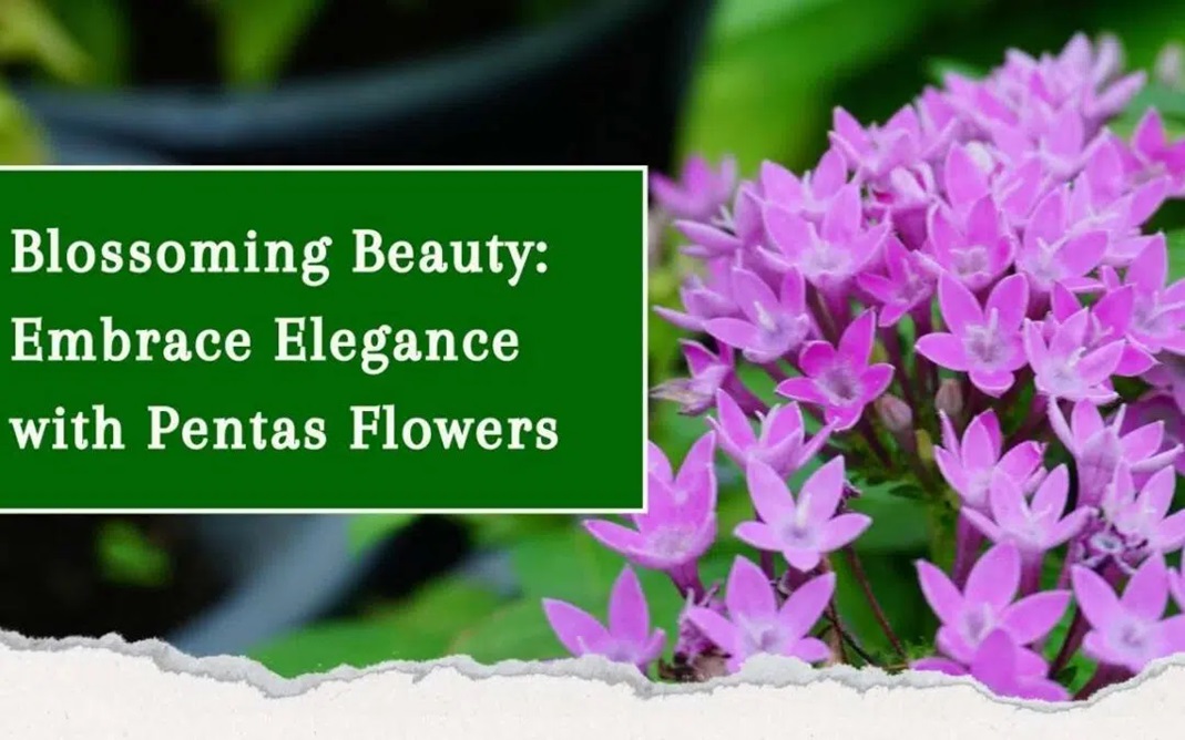 Blossoming Beauty: Embrace Elegance with Pentas Flowers