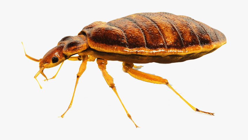 Bed Bug Control Elmont: How do I know the Treatment has been Successful?