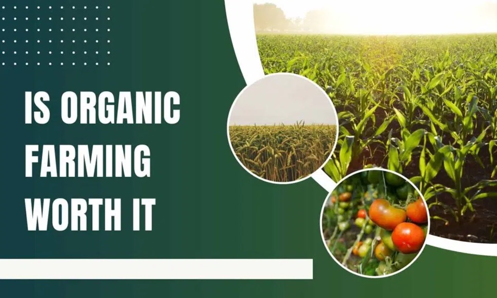 Is Organic Farming Worth It