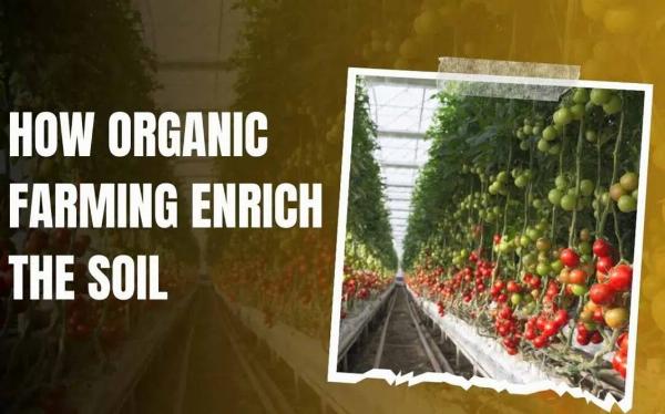 How Organic Farming Enrich The Soil