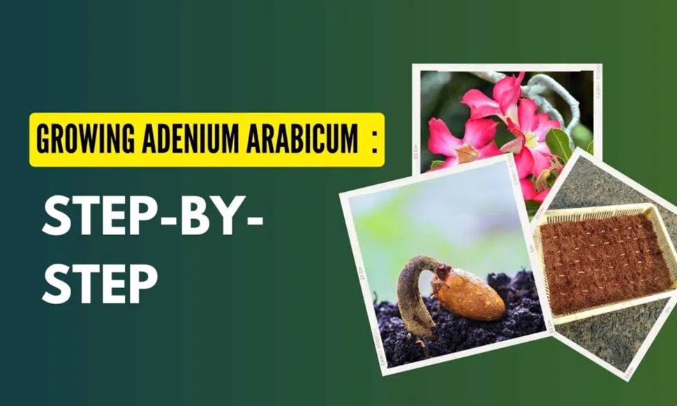 Growing Adenium Arabicum Seeds : Step-by-Step