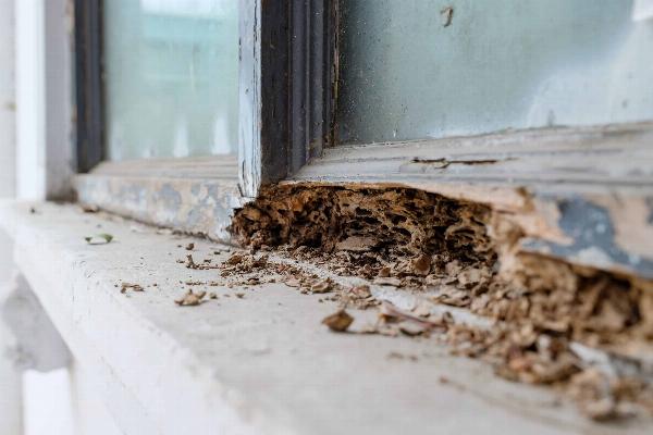 Benefits of Termite Letter in Property Selling