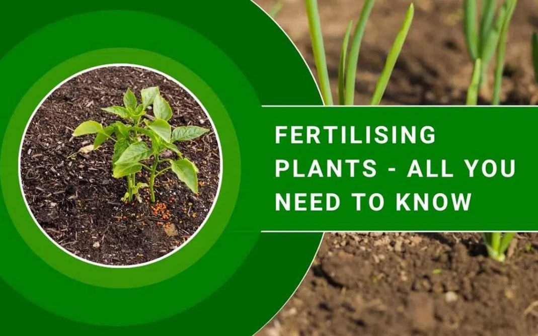 Fertilising Plants: All you need to know