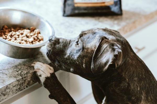 South Korea Pet Food Market Share 2024, Size, Trends, Growth, Key Players, and Report by 2032