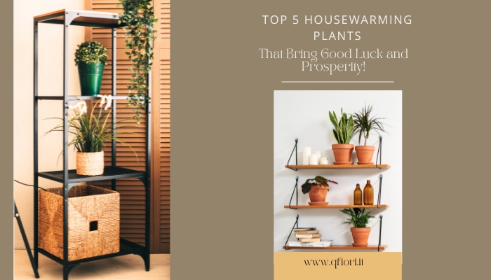 Top 5 Housewarming Plants That Bring Good Luck and Prosperity!