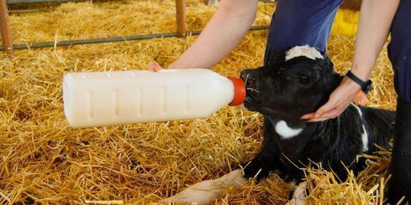 Bovine and Capra Colostrum Market Size, Share, Trends and Future Scope Forecast 2033