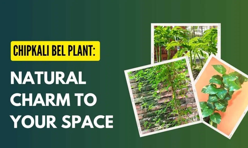 Chipkali Bel Plant: Adding Natural Charm to Your Space