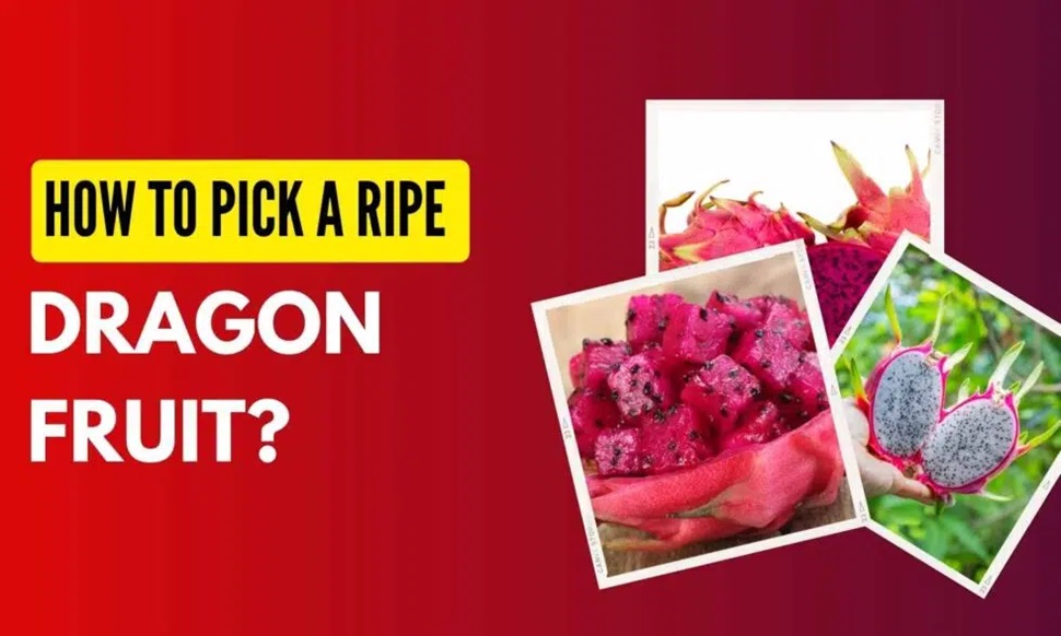 How to Pick a Ripe Dragon Fruit?