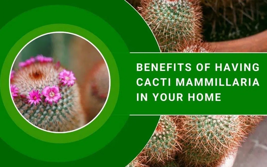 Benefits of Having Cacti Mammillaria in Your Home