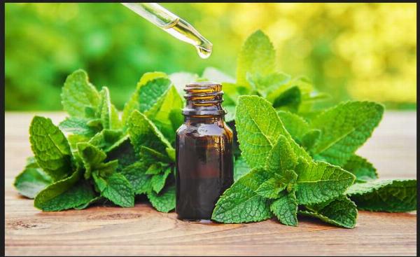 Synthetic Mentha Oil Market Size, Growth & Global Forecast Report to 2032