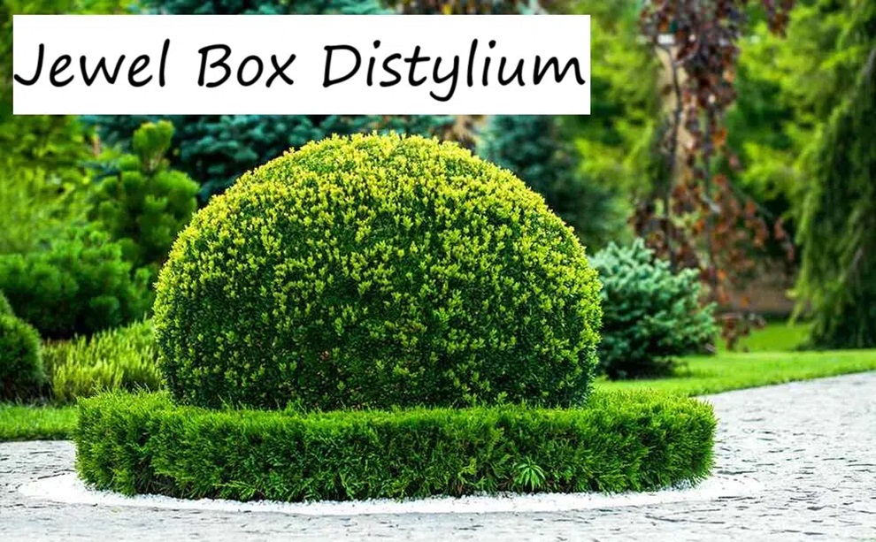 Unveiling the Beauty of Jewel Box Distylium