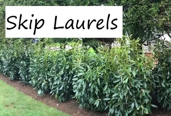 Skip Laurels: The Evergreen Shrubs for Your Garden
