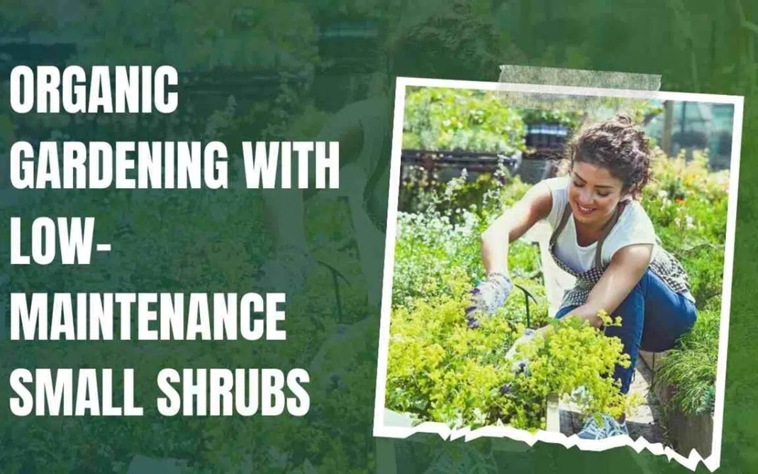 Organic Gardening with Low-Maintenance Small Shrubs for the Front of Your House