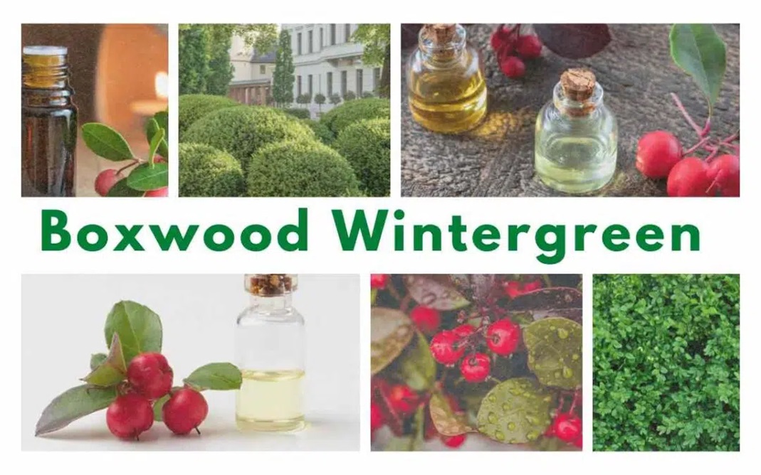 Boxwood Wintergreen: A Timeless Garden Classic