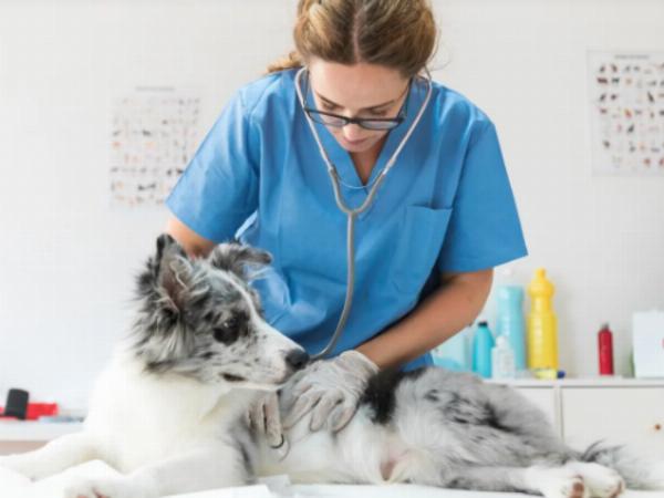 Cheap Pet Supplies: Providing Quality Care on a Budget