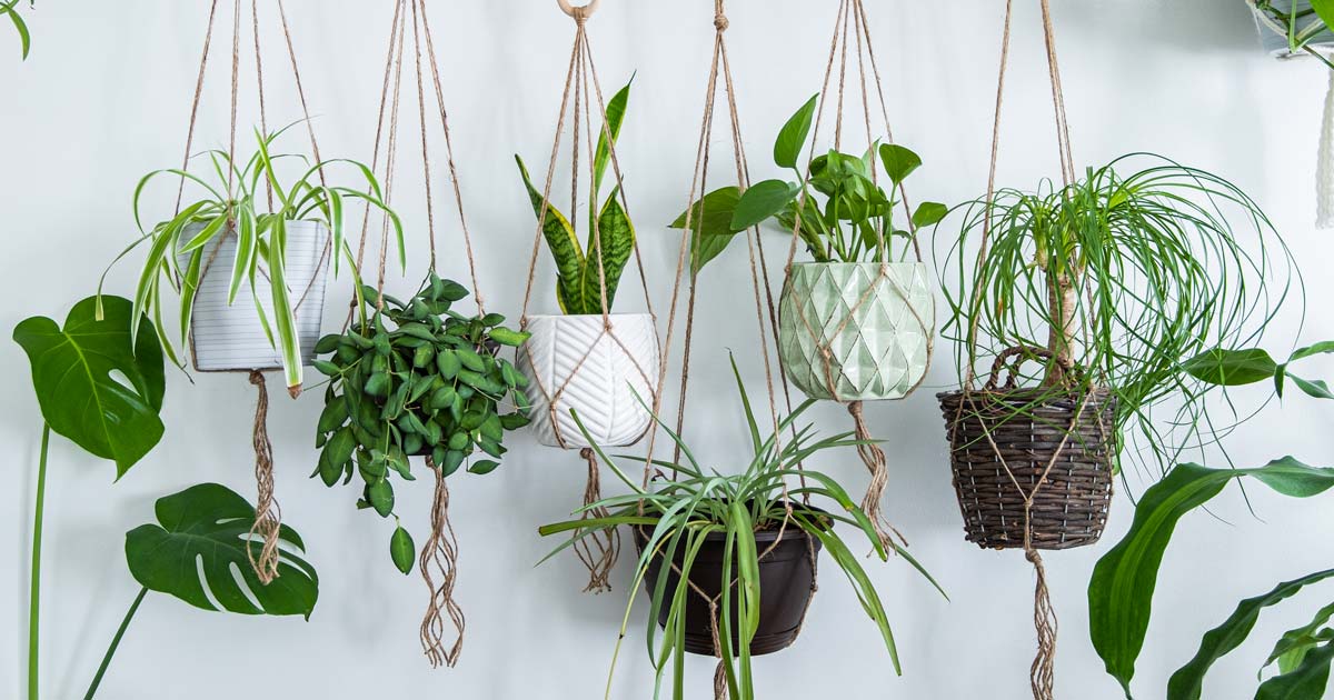 Green Guardians: 10 Hanging Plants That Purify Your Indoor Air