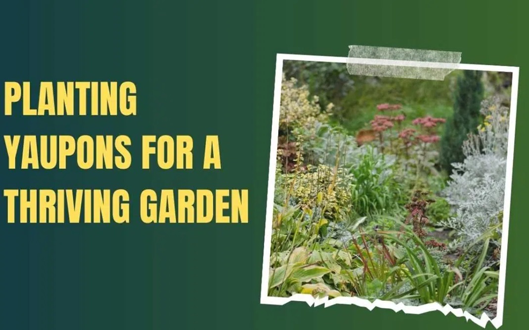 Planting Yaupons for a Thriving Garden: