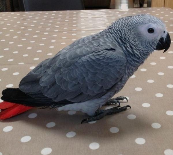 An African Grey Parrot Price, Lifespan & Characteristics