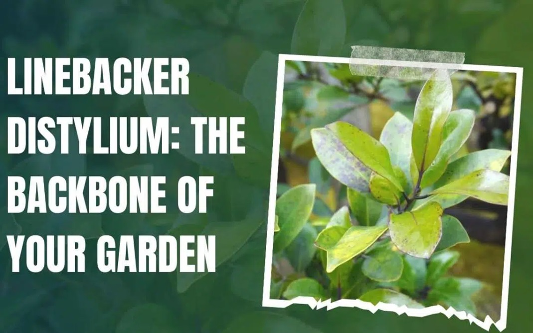 Linebacker Distylium: The Backbone of Your Garden