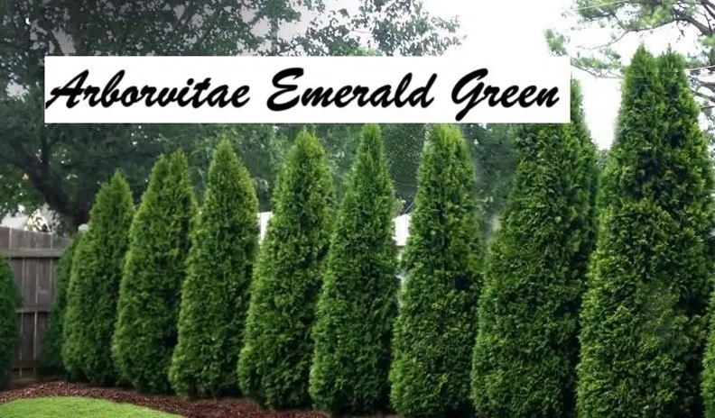 Arborvitae Emerald Green: Your Garden’s Evergreen Jewel