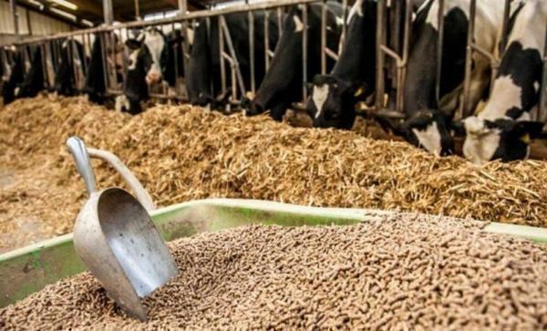 Animal Feed Organic Trace Minerals Market Size, Share, Trends, Report 2024-2032