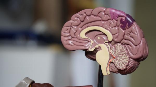 The Role of Nicotinamide Riboside in Supporting Brain Health and Cognitive Function