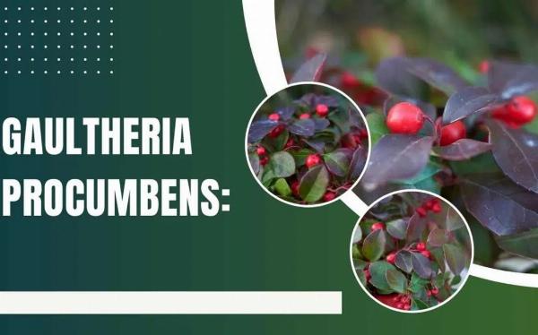 Gaultheria Procumbens: Uncovering The Charms Of Wintergreen