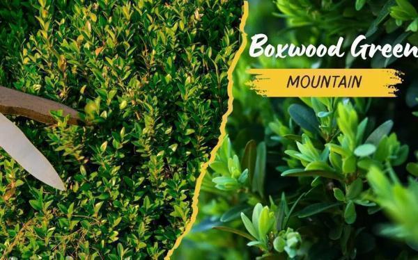 Boxwood Green Mountain: A Classic Choice for Your Garden
