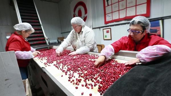 Cost to Setup a Dried Cranberries Manufacturing Plant- Detailed Project Report on Requirements and Key Aspects