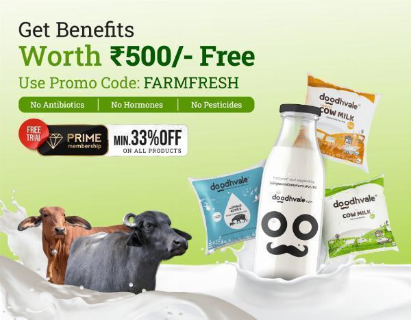 Nurturing Excellence: The Dairy Farms of Delhi