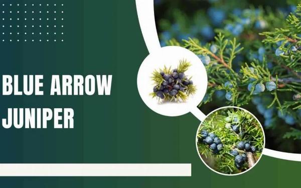 Blue Arrow Juniper: Elevate Your Garden with Elegance