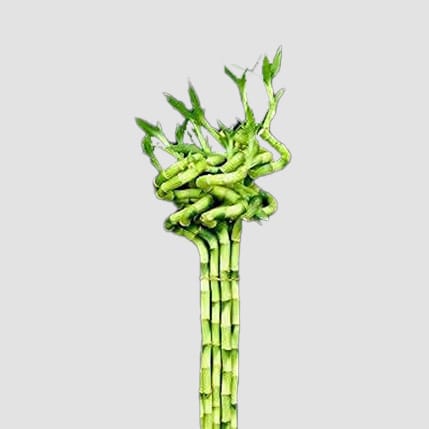 Lucky Twists: The Artistry Behind Spiral Lucky Bamboo