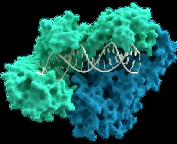 Reverse Transcriptase Enzyme Market To Gain Substantial Traction Through 2033