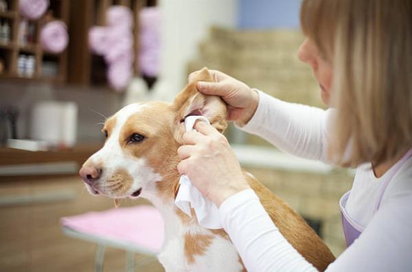 Pet Grooming Services Tailored to Your Furry Friend's Needs
