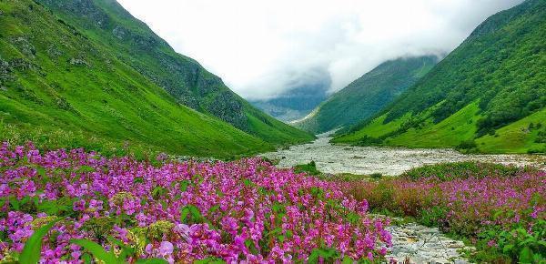 Exploring Nature's Bounty: Valley of Flowers Trek and Kuari Pass Trek