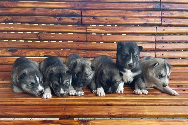 What Sets Professional Overnight Pet Sitters Near Me Apart from the Rest