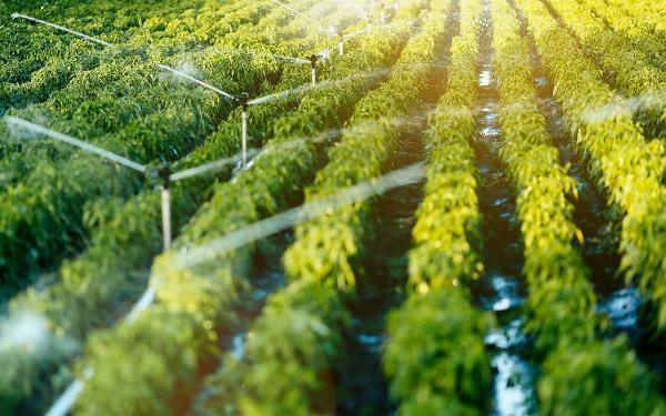 Crop Protection Chemicals Market To See Worldwide Massive Growth, Analysis, Industry Trends, Forecast 2024-2032