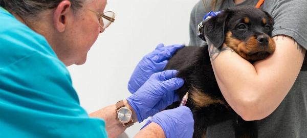 Animal Vaccine Market Size, Share, Regional Outlook, Industry Analysis, Forecast 2024-2032