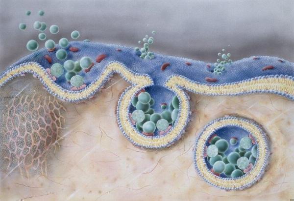 Scarless Wound Healing Achieved Through Stem Cell-Derived Exosomes
