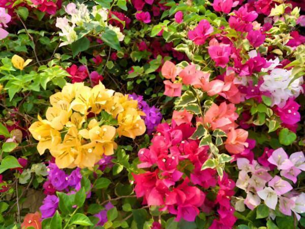 Top 10 Disease-Resistant Plants to Grow in Your Garden